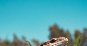 How to hold your tongue How to hold your tongue