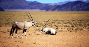 How to be a great submissive How to be a great submissive