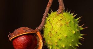 How to roast chestnuts in toaster oven How to roast chestnuts in toaster oven