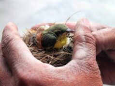 How to spot fake animal rescue How to spot fake animal rescue