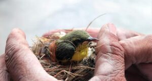 How to spot fake animal rescue How to spot fake animal rescue