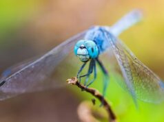 How to tell if a dragonfly is dying How to tell if a dragonfly is dying