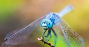 How to tell if a dragonfly is dying How to tell if a dragonfly is dying