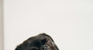 How to sell mattresses How to sell mattresses