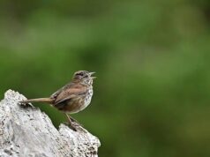 How to get my song heard How to get my song heard