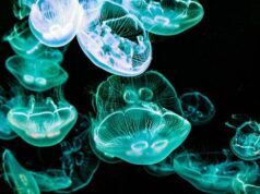 How to reverse medusa’s curse How to reverse medusa’s curse