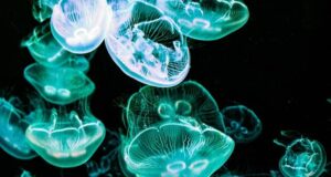 How to reverse medusa’s curse How to reverse medusa’s curse