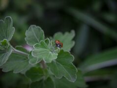 When to fertilize your grass when to fertilize your grass