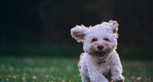 How to tell if your dog has worms How to tell if your dog has worms