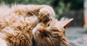 How to know if your cat is pregnant How to know if your cat is pregnant