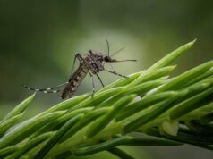 How to get rid of a mosquito in your house How to get rid of a mosquito in your house