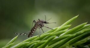 How to get rid of a mosquito in your house How to get rid of a mosquito in your house