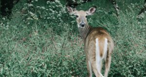 How to tighten your virginia naturally How to tighten your virginia naturally