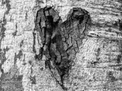 scars to your scars to your