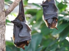 How to rid your home of bats How to rid your home of bats