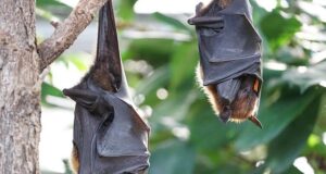 How to rid your home of bats How to rid your home of bats